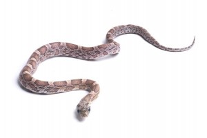 Pantherophis guttatus, sunkissed anéry.