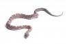 Pantherophis guttatus, sunkissed anéry.