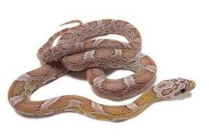 Pantherophis guttatus,...