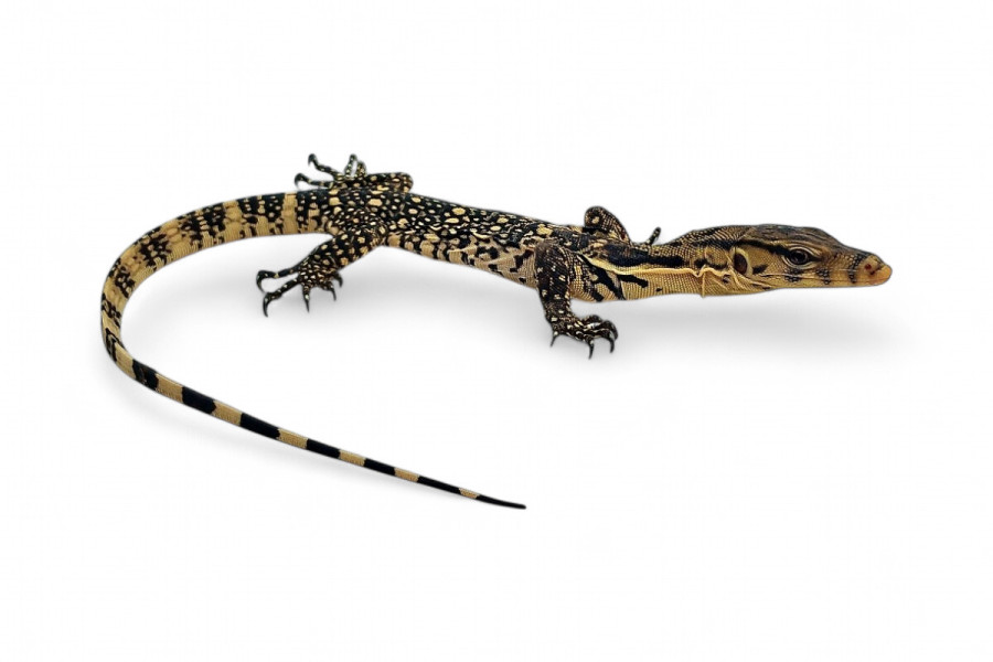 Varanus salvator, Sumbawa