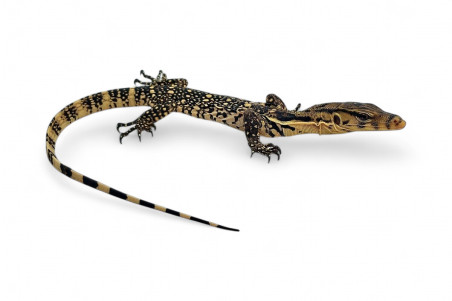 Varanus salvator, Sumbawa