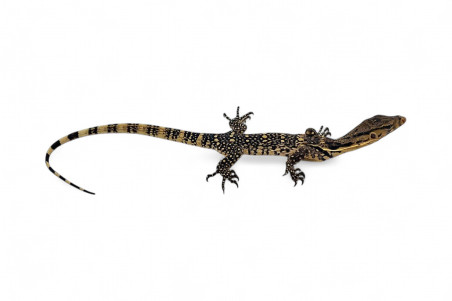 Varanus salvator, Sumbawa
