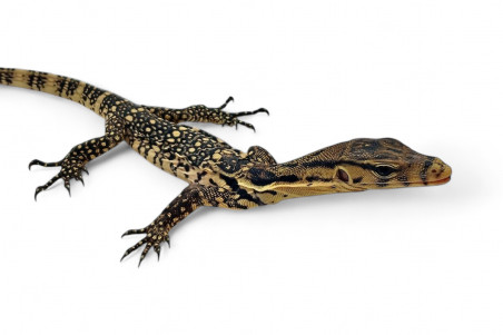 Varanus salvator, Sumbawa