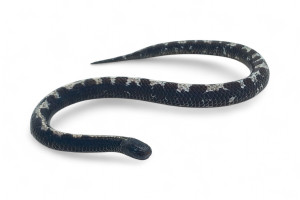 Asthenodipsas laevis