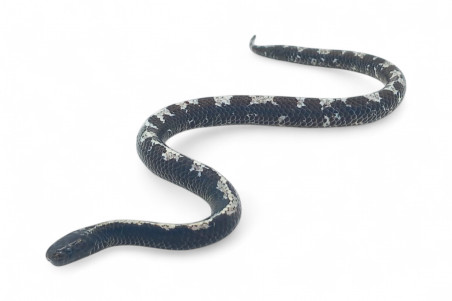 Asthenodipsas laevis