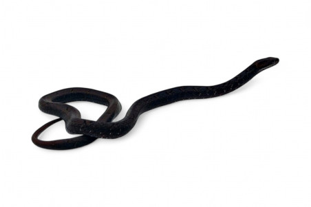 Psammodynastes pulverulentus