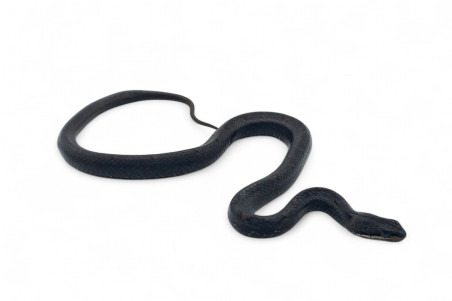 Psammodynastes pulverulentus