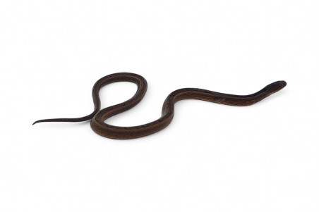 Psammodynastes pulverulentus