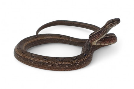 Psammodynastes pulverulentus