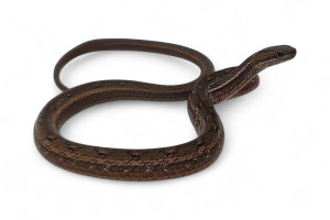 Psammodynastes pulverulentus