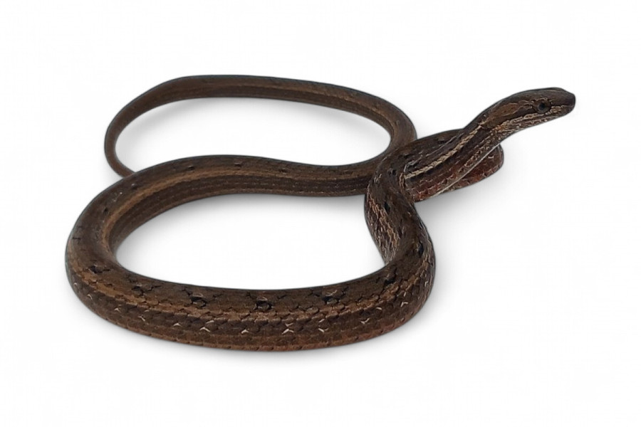 Psammodynastes pulverulentus