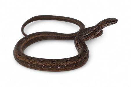 Psammodynastes pulverulentus