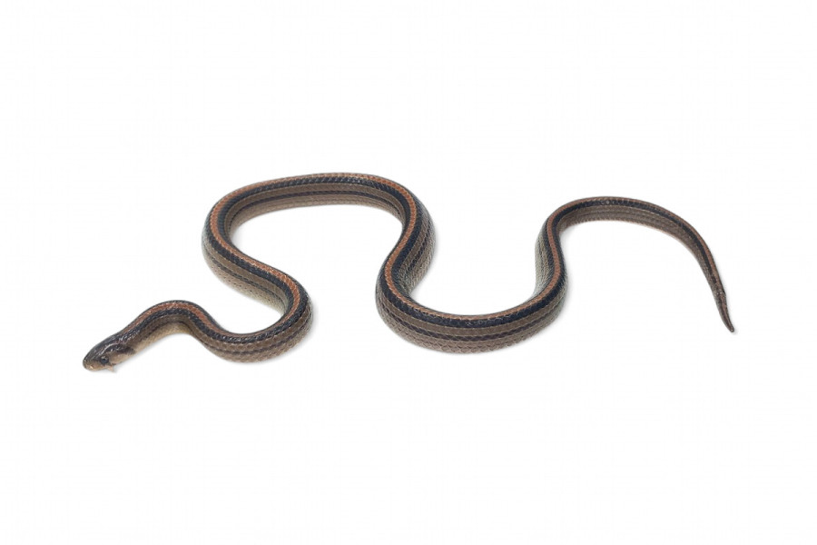 Oligodon octolineatus