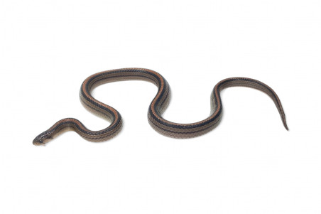 Oligodon octolineatus