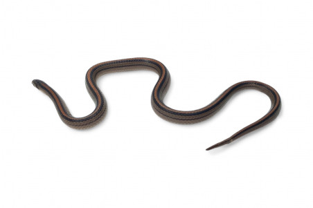 Oligodon octolineatus