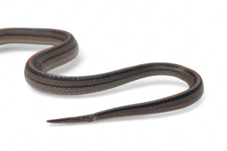 Oligodon octolineatus