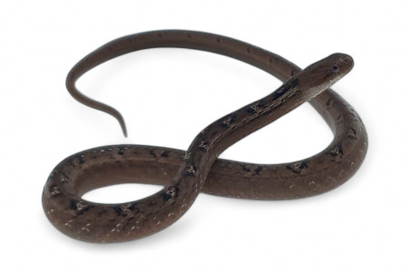 Psammodynastes pulverulentus