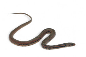 Xenochrophis melanzostus