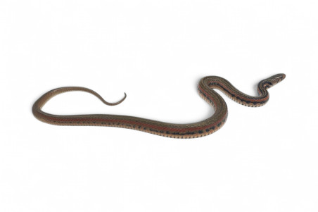 Xenochrophis melanzostus