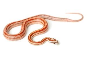 Pantherophis guttatus, terrazzo