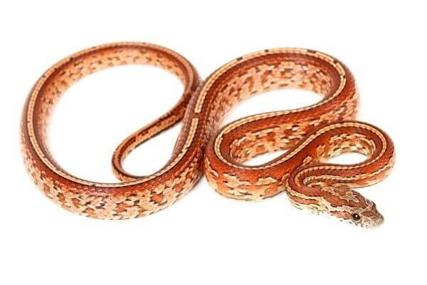 Pantherophis guttatus, tessera Pantherophis guttatus, tessera