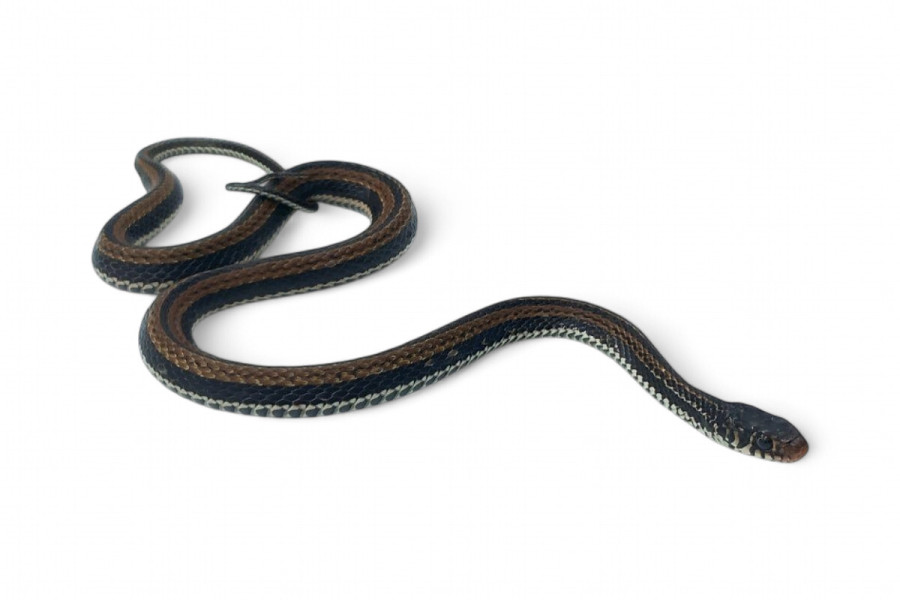 Xenochrophis vittatus