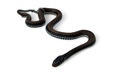Xenochrophis vittatus