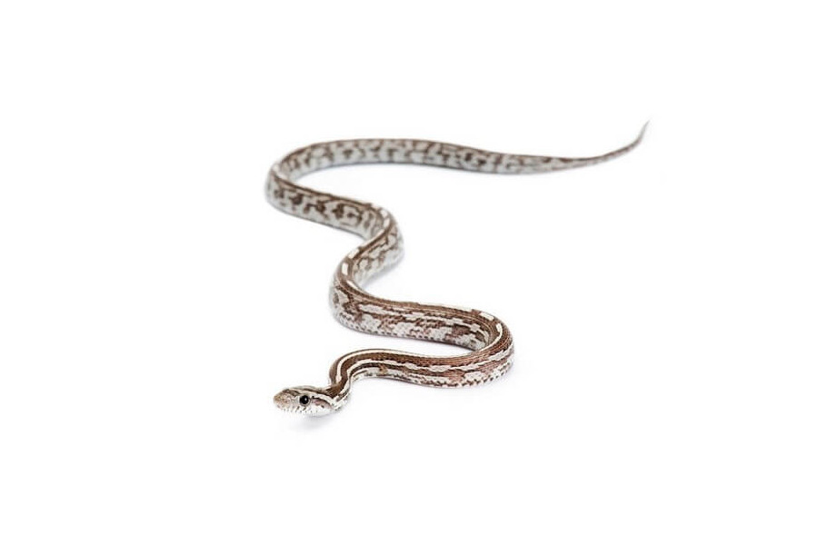 Pantherophis guttatus, tessera anéry. Pantherophis guttatus, tessera anéry.