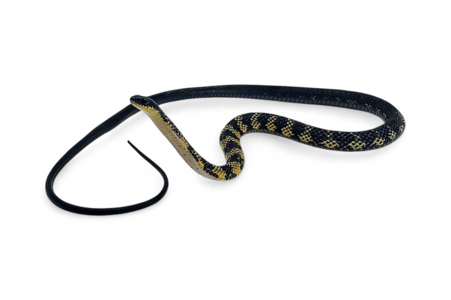 Tropidonophis halmahericus, jaune