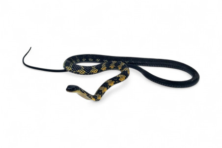 Tropidonophis halmahericus, jaune