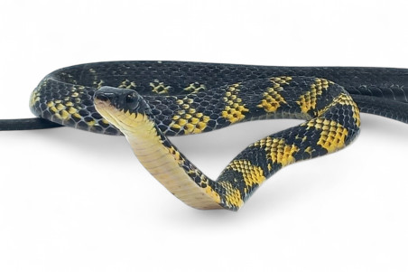 Tropidonophis halmahericus, jaune