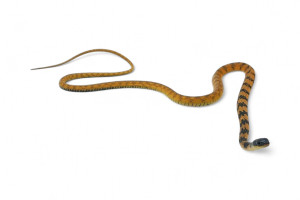 Tropidonophis halmahericus,...