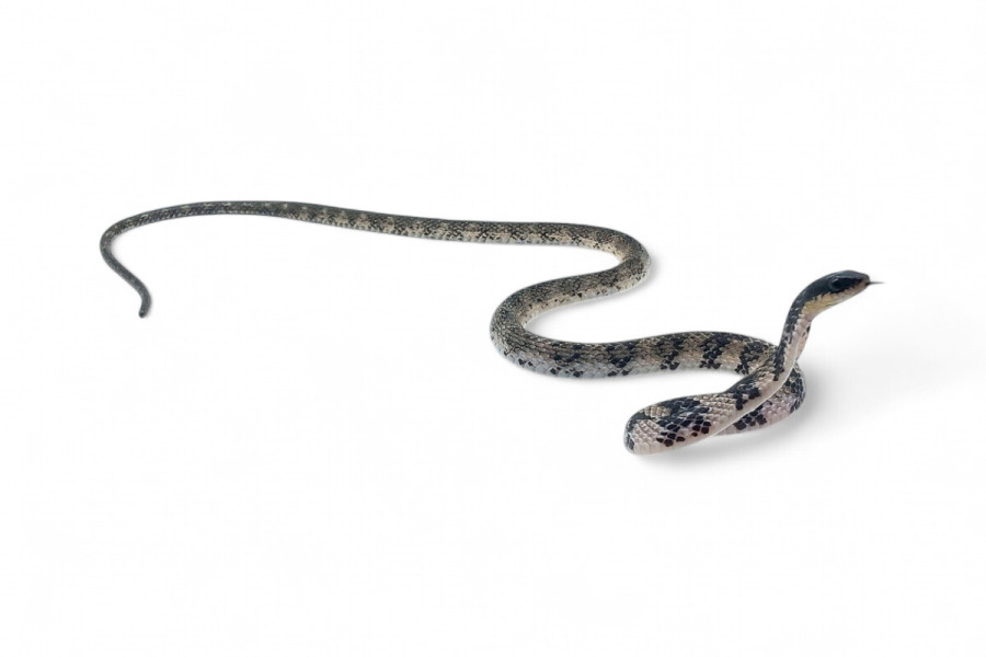 Tropidonophis halmahericus, blanc, femelle