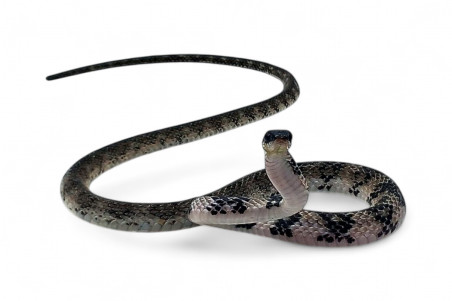 Tropidonophis halmahericus, blanc, femelle