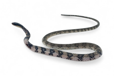 Tropidonophis halmahericus, blanc, femelle