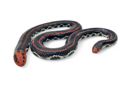 Cylindrophis lineatus