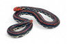 Cylindrophis lineatus