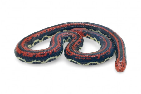 Cylindrophis lineatus