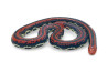 Cylindrophis lineatus