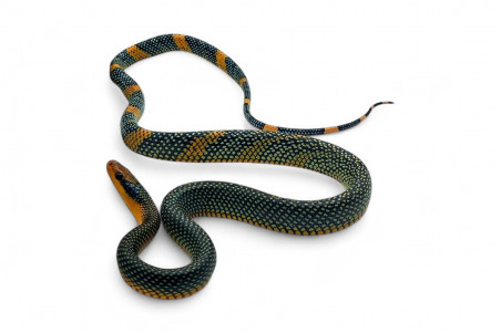 Gonyosoma margaritatum