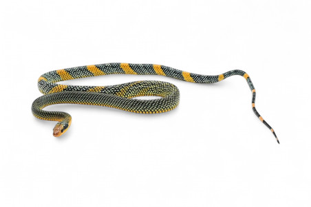 Gonyosoma margaritatum