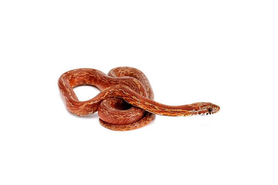 Pantherophis guttatus, tessera bloodred Pantherophis guttatus, tessera bloodred