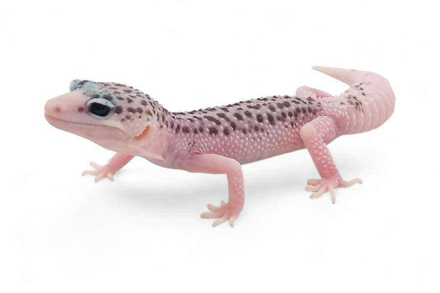 Eublepharis macularius, super pied, femelle juvénile