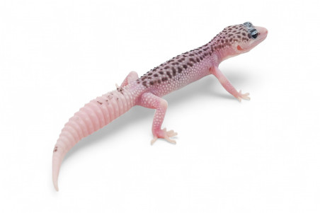 Eublepharis macularius, super pied, femelle juvénile