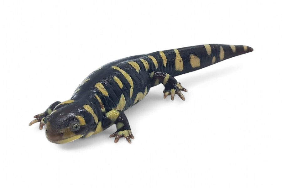 Ambystoma (tigrinum) mavortium