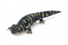 Ambystoma (tigrinum) mavortium