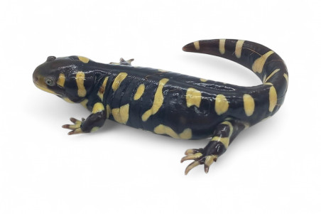 Ambystoma (tigrinum) mavortium