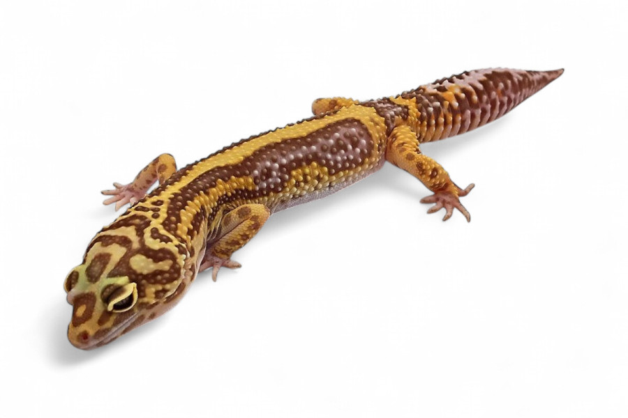 Eublepharis macularius, tremper bold stripe, adulte