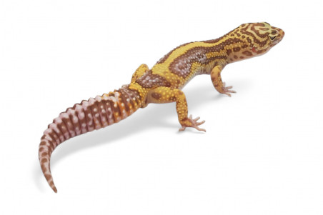 Eublepharis macularius, tremper bold stripe, adulte