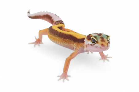 Eublepharis macularius, tremper bold stripe, juvénile
